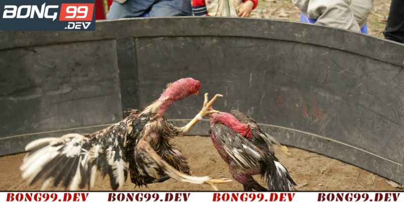 Bong99 cung cấp trực tuyến đá gà Thomo hôm nay