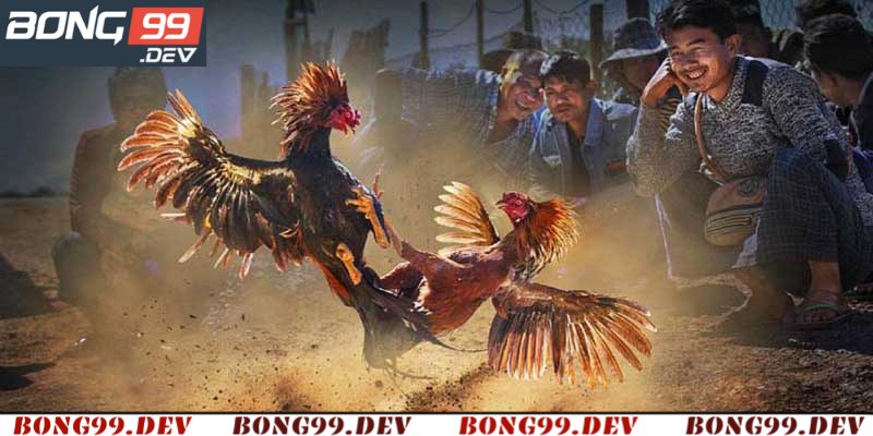 Các loại gà đá cựa dao thông dụng 2025