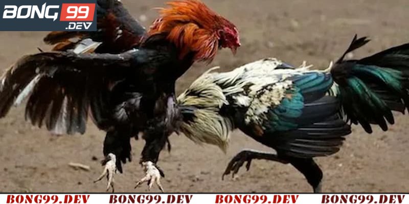 Đá gà thomo hôm nay có gì đặc biệt?