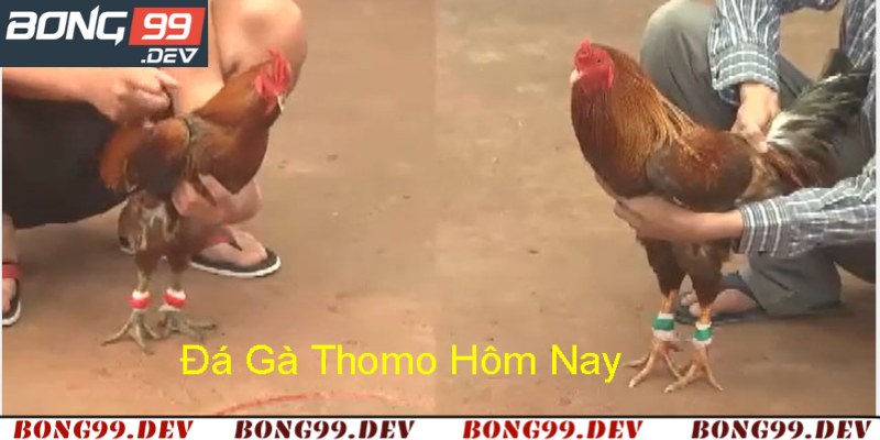 Đá Gà Thomo Hôm Nay - Sân Chơi Hấp Dẫn Lôi Cuốn Bong99