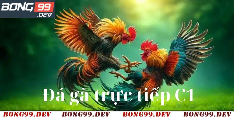 Đá Gà Trực Tiếp C1 - Trải Nghiệm Sân Chơi Bong99 Nóng Hổi