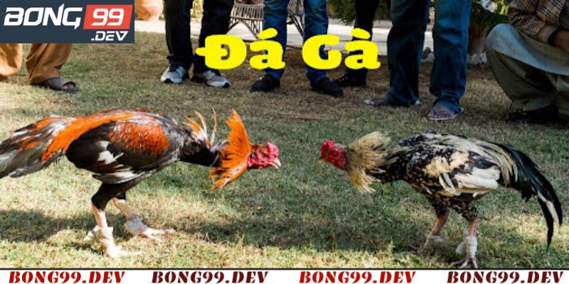 Lợi ích khi xem trực tiếp đá gà thomo hôm nay tại Bong99