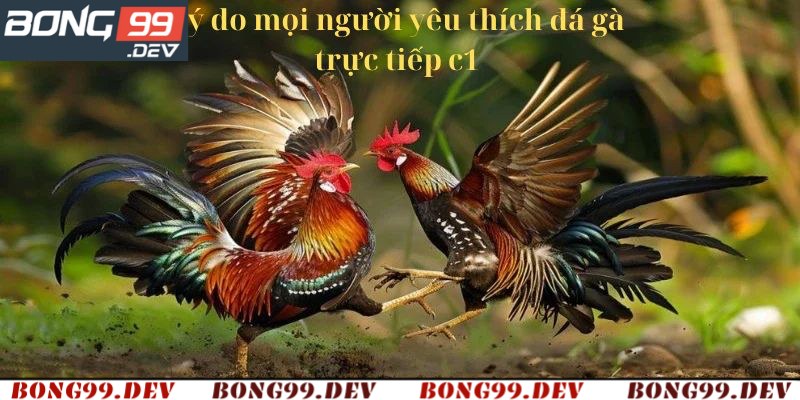 Lý do người chơi nên tham gia chơi đá gà tại Bong99
