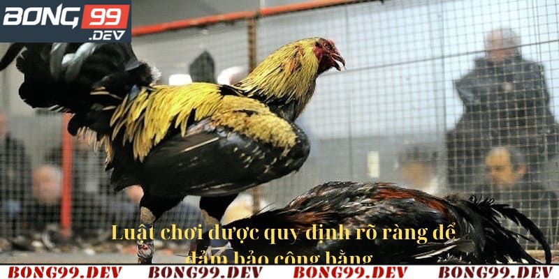 Nội quy về luật chơi đá gà trực tuyến C1