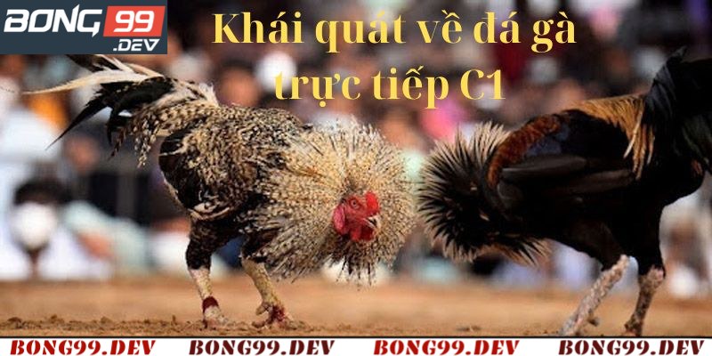 Tổng quan chung về đá gà trực tiếp C1