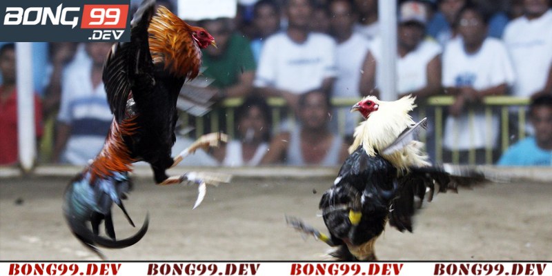 Top thể loại đá gà được ưa thích nhất tại Bong99