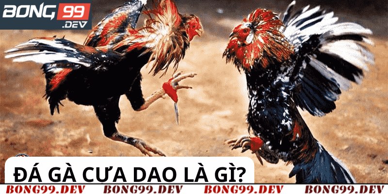 Trả lời về đá gà cựa dao là gì?